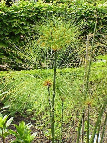 papyrus sedges
